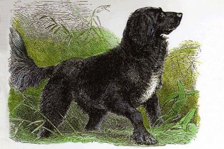 Tweed Water Spaniel drawing Tweed Water Spaniel drawing