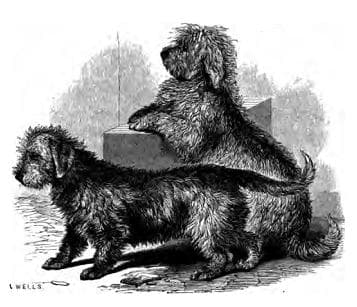 Vintage drawing of two Dandie Dinmont Terriers, dated 1859. Public domain image.