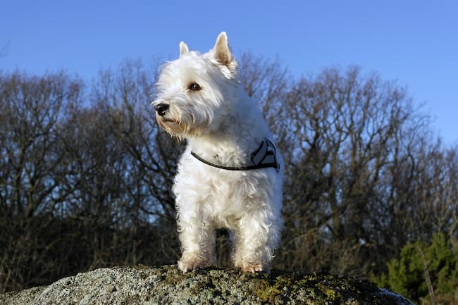 West Highland White Terrier standing on a rock in front of tree line West Highland White Terrier standing on a rock in front of tree line