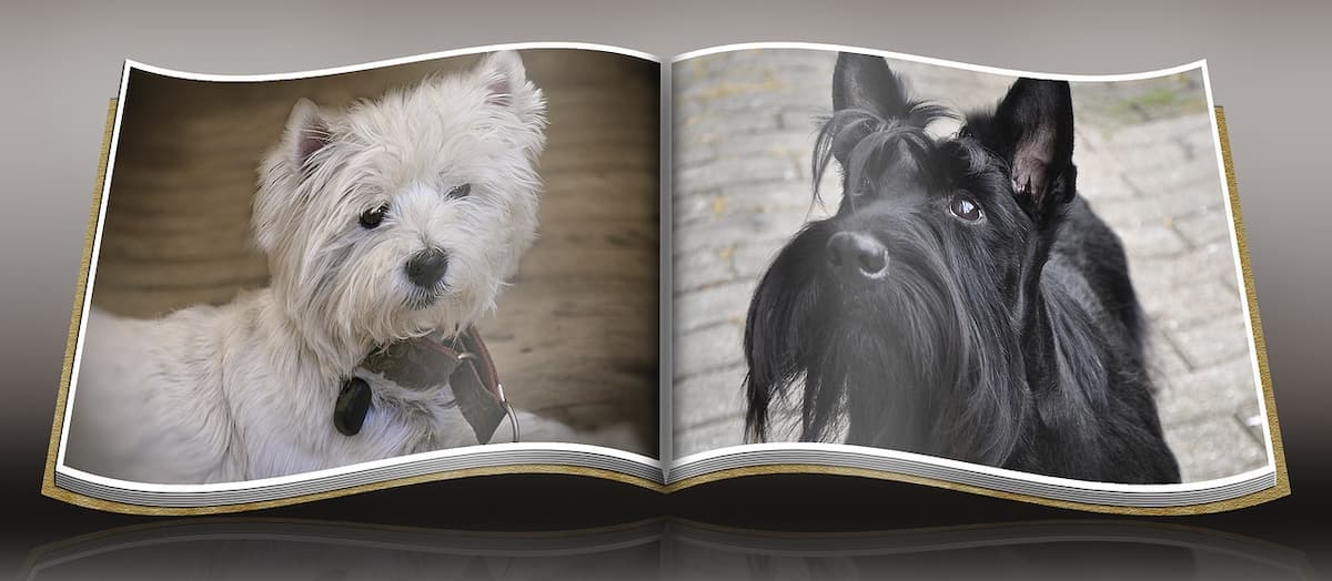 West Highland White Terrier and Scottish Terrier shown on book pages West Highland White Terrier and Scottish Terrier shown on book pages