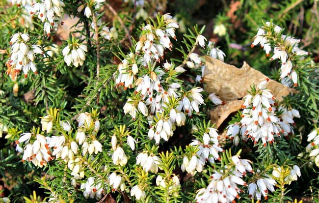 Scottish Heather - The Legendary Flower Of Scotland